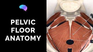 Pelvic Floor Anatomy (3D Anatomy Tutorial) | UKMLA | CPSA