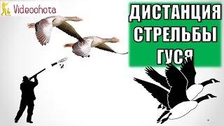 C какой дистанции стрелять гуся на охоте? Videoohota