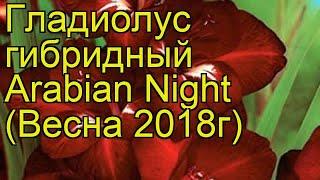 Гладиолус гибридный (Arabian Night). Краткий обзор, описание характеристик, где купить луковицы