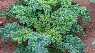 Everything You Need to Know About Growing Kale