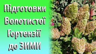 Підготовка Волотистої Гортензії до ЗИМИ. Осіннє Підживлення Волотистої Гортензії Восени