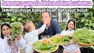 PANEN SEMUA YANG ADA DI KEBUN SEBELUM BUSUK SEMUA || SEMINGGU HUJAN BANYAK BUAH DAN SAYUR BUSUK