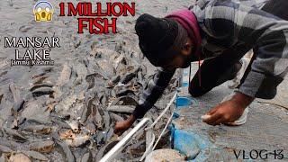 1 MILLION ++ Fish  in Mansar Lake | Jammu & Kashmir EP-6 | Vlog 13