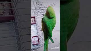 Green Ringneck parrot.Romeo Tiktok Video