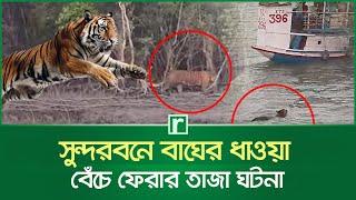 সুন্দরবনে বাঘের ধাওয়া, বেঁচে ফেরার তাজা ঘটনা | Sundarban | Tiger chase  | Risingbd