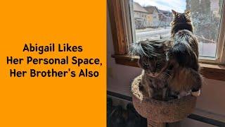 “What Is Personal Space ” - 50 Funny Pets Who Know No Boundaries - Funny pet