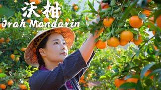One Fruit for a Table - Orah Mandarin, An Irreplaceable Sweet and Sour Juicy Fruit