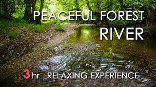 Relaxing River Sounds - Peaceful Forest River - 3 Hours Long - HD 1080p - Nature Video