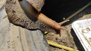 SNAILS FARMING IN CAMEROON, Snails cultivation in Cameroon (2021),  Growing Snails in Cameroon,