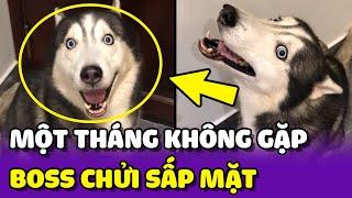 Sen ĐI LÀM 1 tháng KHÔNG GẶP về bị Ngáo Husky CHỬI SẤP MẶT  | Yêu Lu Official