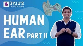 Human Ear - Part II | Class 4 I Learn with BYJU'S
