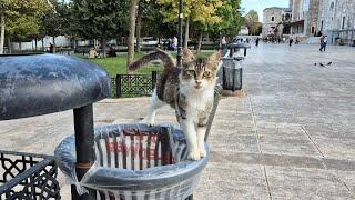 Poor hungry cat looking for food among the garbage.