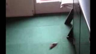 Jerboa Jumping and Running Very Fast - Crazy Animal - Super Fast Jerboa - Pokemon