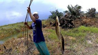 Panen gabus !!! Najur menggunakan umpan BARRAMUNDI rawa ternyata lebih manjur