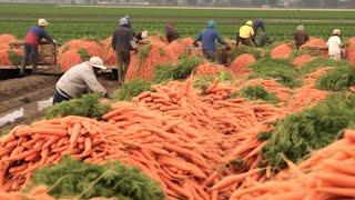 US Farmers Harvest Vegetables And Fruits On Millions Of Acres Of Farmland