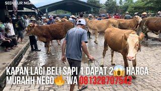 KAPAN LAGI BELI 1 SAPI DAPAT 2  HARGA MURAH BISA NEGO WA 081328707542