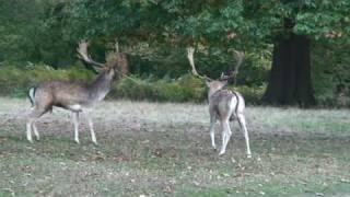 Fallow Deer Parallel Walk E