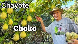 Tips for Growing and Planting Chayote Squash as We Harvest Choko in Arbor Trellis Vertical Garden