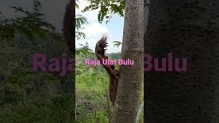 Viral.Raja Ulat Bulu#video #shoorts