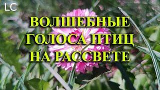 На рассвете пение птиц особенно красиво и умиротворяюще. #музыкадлясна #природа