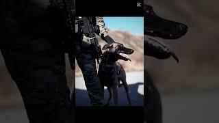 Trained Dogs Unreal Must See#k9 #traineddog #dogs #dog #servicedogintraining