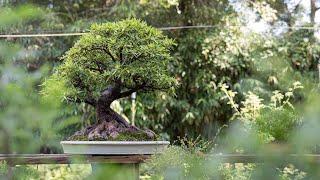 How to Make a Ficus Bonsai