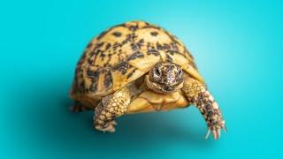 Greek Tortoises: An Introdcution to the Subspecies!