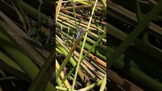 Dragonfly Rests on the Reeds! #dragonfly #insects #nature #naturelovers #wildlife