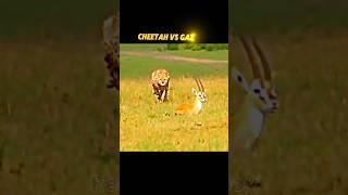 Cheetah vs Gazelle #trending #shorts #shortvideo #short #youtubeshorts #cheetah #gazelle #wildlife