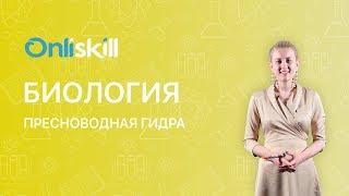 БИОЛОГИЯ 7 класс : Пресноводная гидра | Видеоурок