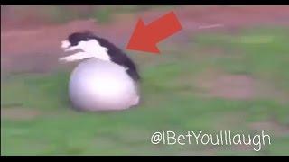 DOG FRONT FLIPS OVER EXERCISE BALL *Hilarious*