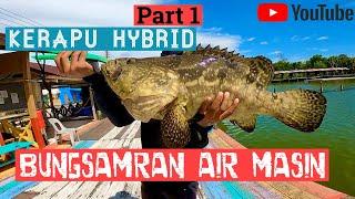 Part 1 Kerapu Sado Hybrid Sabah l  Taman Mini Akuakultur Ko-Nelayan, Tuaran, Sabah