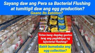 Gaano katotoo na dagdag gastos lang ang Bacterial Flushing at tumitigil daw ang egg production?