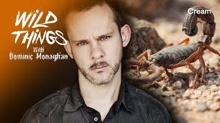 The Black Thick-Tailed Scorpion | Wild Things with Dominic Monaghan | Namibia (Season 1 Episode 4)