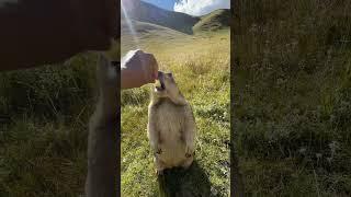 Cute wild animals bobak marmot  60