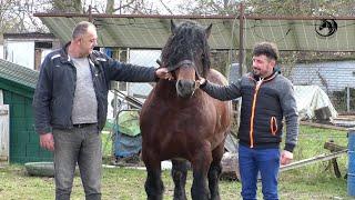 - LIČANIN  PRODAO KONJA O KOME BALKAN PRIČA -