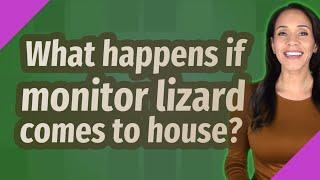 What happens if monitor lizard comes to house?
