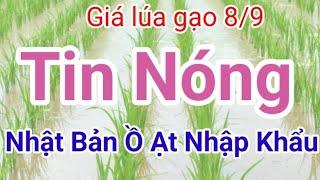 Giá lúa gạo hôm nay 8/9/2024 - Tiền Giang, An Giang, Đồng Tháp Cần Thơ.thương lái ít