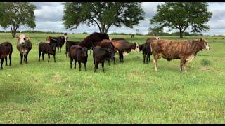RAISING BEEF CATTLE FOR BEGINNERS – Why Raise Beef Cattle?