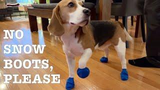 ️  Cute beagle unhappy about snow boots ️  