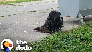 Matted Dog Becomes Unrecognizable After Transformation | The Dodo