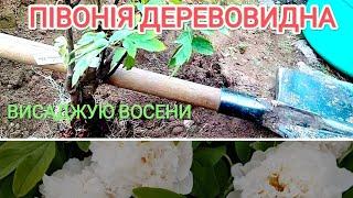 Деревовидна ПІВОНІЯ висадка восени 5листопада