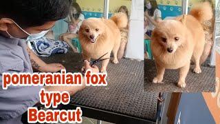 Pomeranian fox Type Transformation | BEARCUT || Manual Scissoring GROOMER STYLE