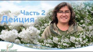 Цветущие кустарники которые не радуют.Часть 2. Дейция