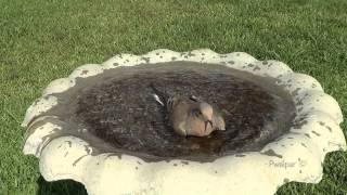 Good Old Time in the Birdbath, Mourning Dove