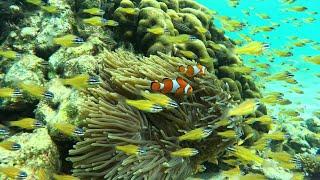 Snorkelling Koh Phi Phi - what will you find?!