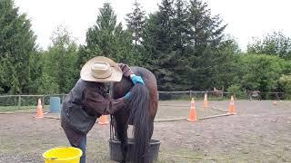 Cooperative care cleaning your mare's udder ,dock and tail using counter conditioning