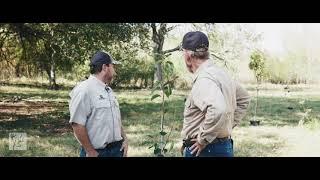 Setting Up A Successful Deer Orchard