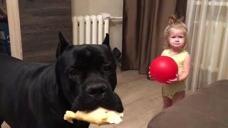 Cane Corso Balder runs after a little girl  Кане корсо Бальдер преследует цель