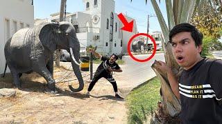 Mamu Qurbani Ka Lea Elephant Ly Rha 